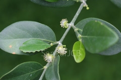 Suregada angustifolia